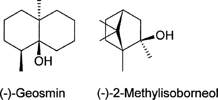 GC-MS vials for MIB and geosmin analysis