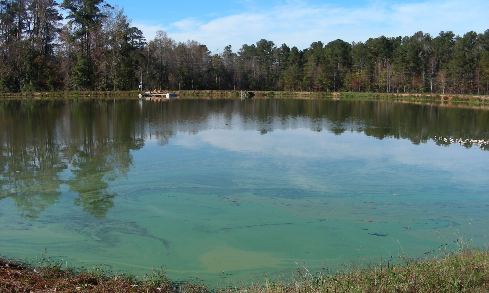 Algal bloom