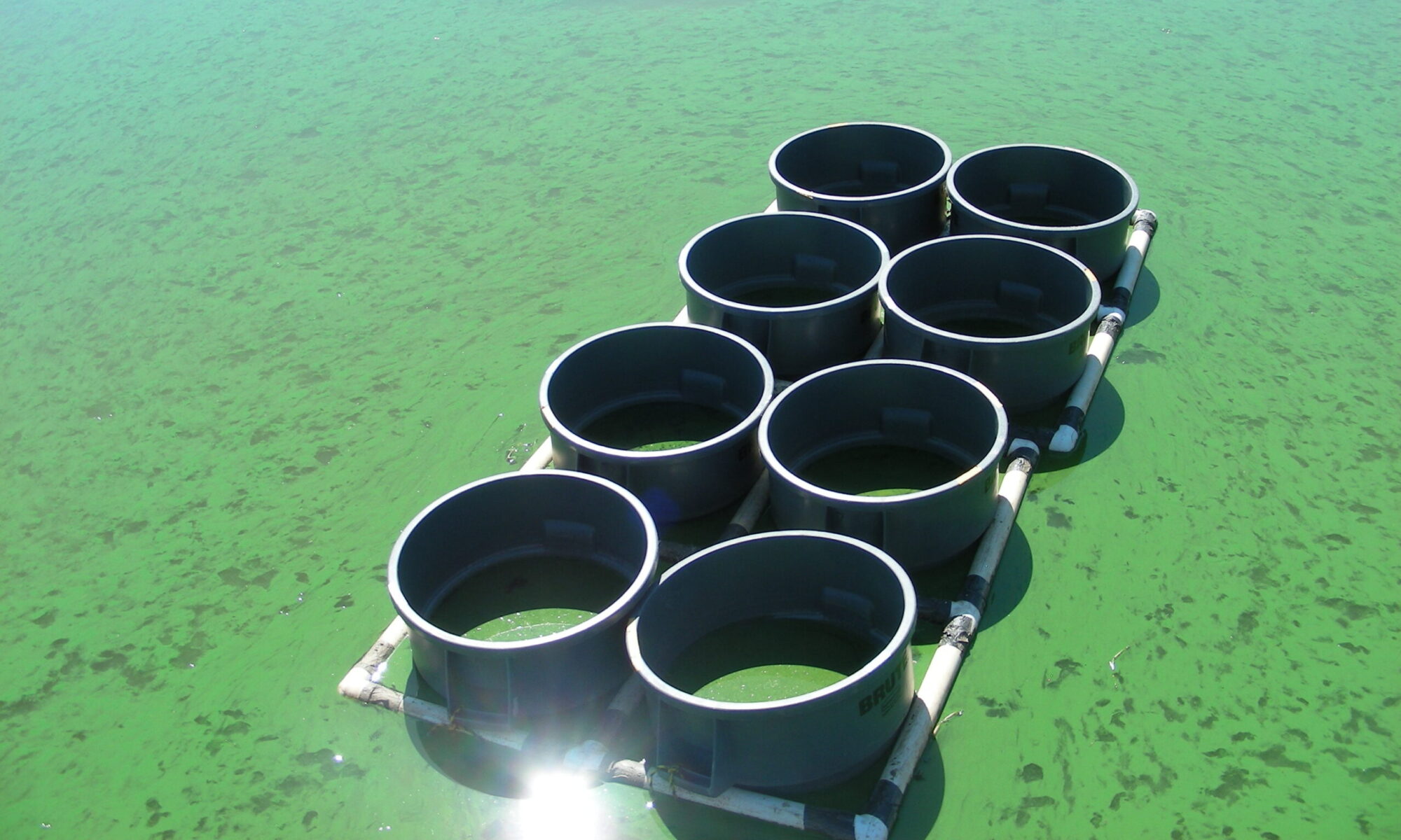 Algal bloom with field experiment