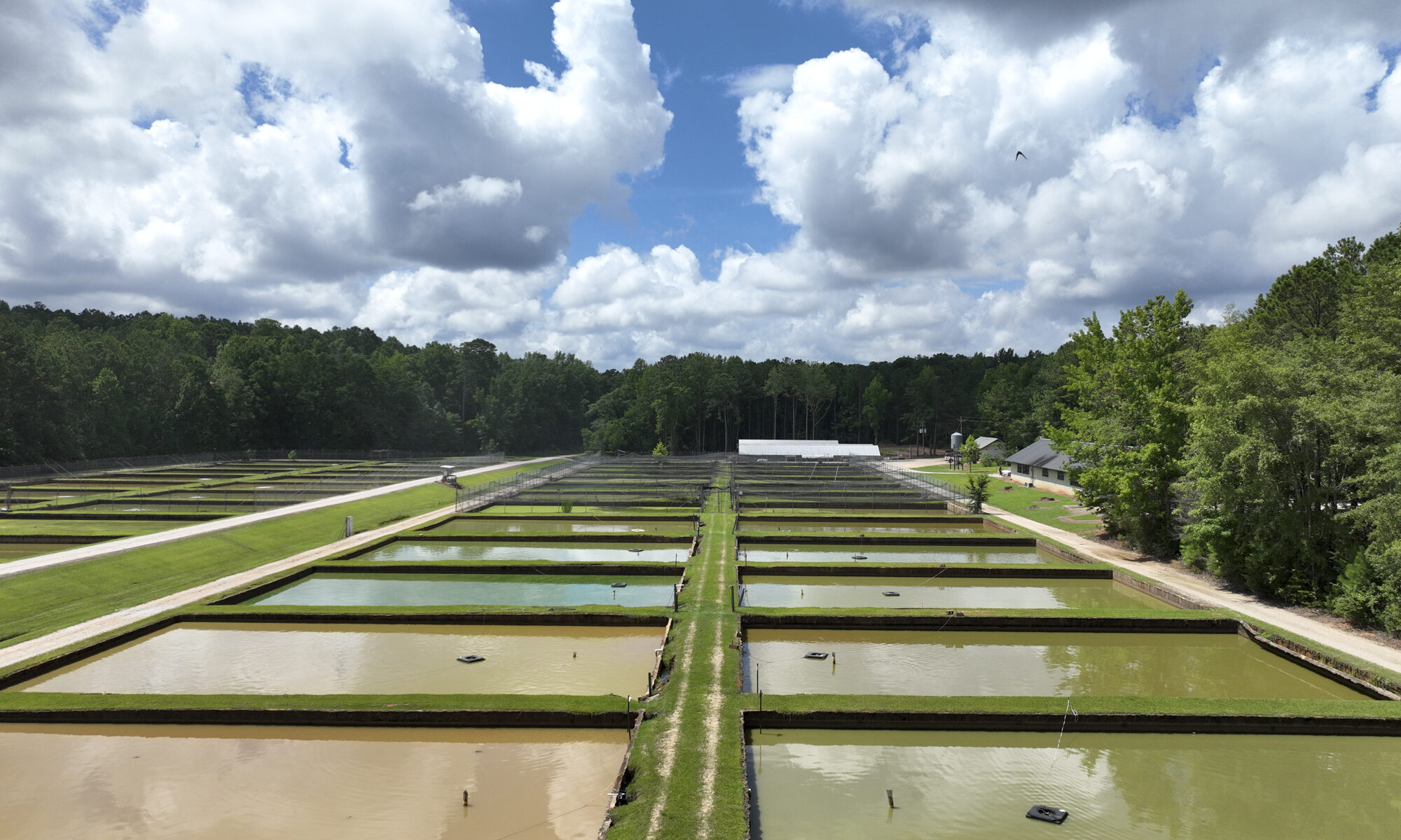 Aquaculture ponds at EW Shell Fisheries Center at Auburn University