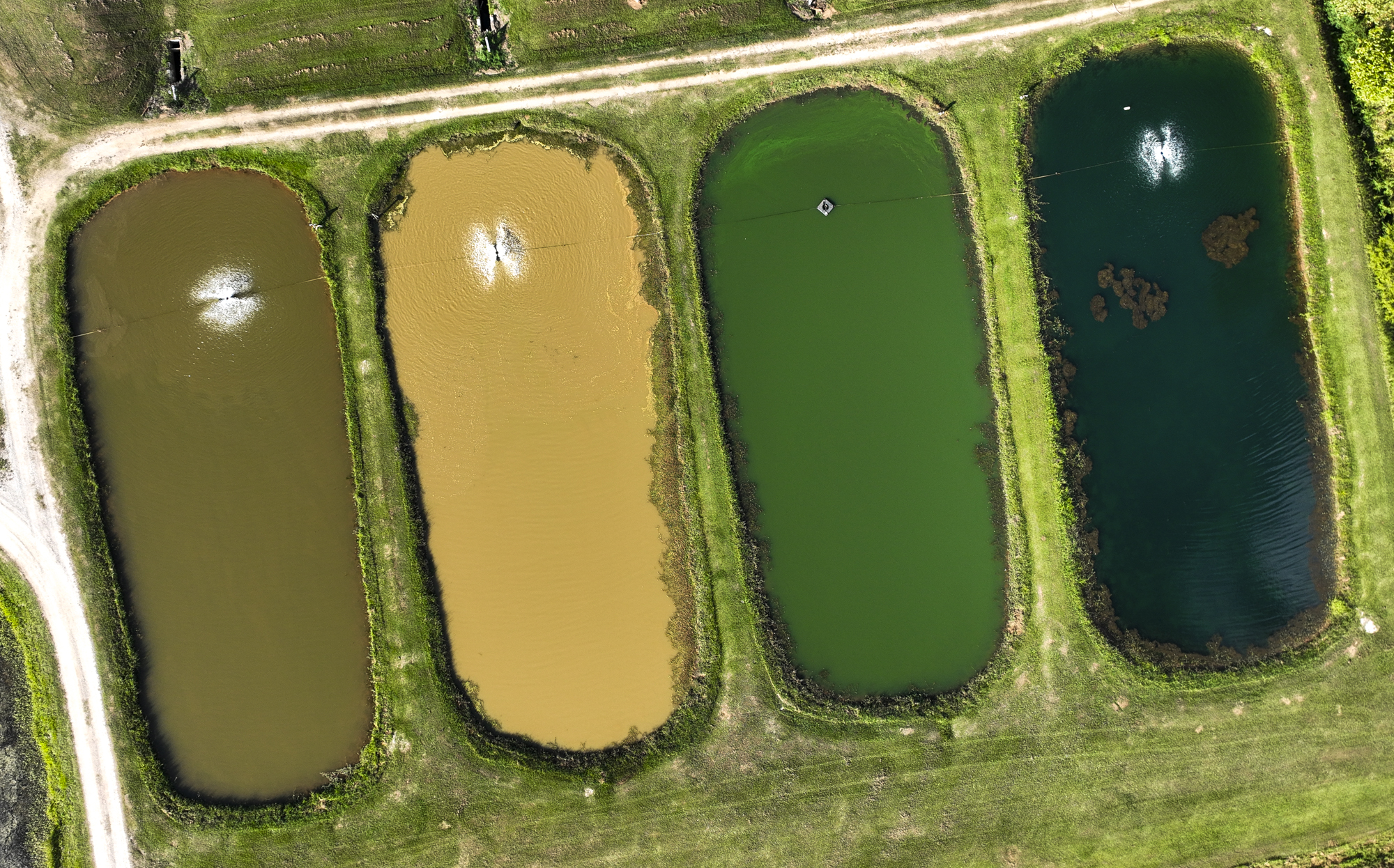 Aquaculture ponds at EW Shell Fisheries Center at Auburn University